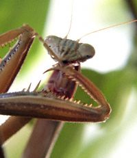 Praying Mantis Photo