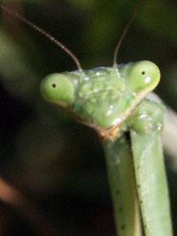 praying mantis eyes
