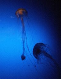 jellyfish - columbus