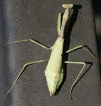 Green Mantis - Westgate Park