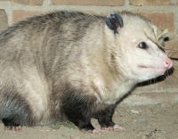 fat opossum