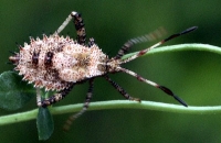 spiny insect