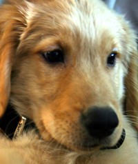 dewey - golden retriever