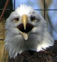 bald eagle photo