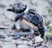 baby killdeer