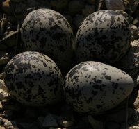 killdeer eggs