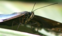 Franklin Park Conservatory butterfly