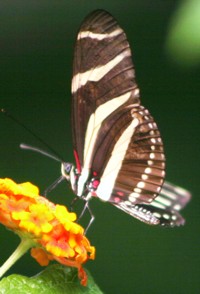 Franklin Park Conservatory butterfly