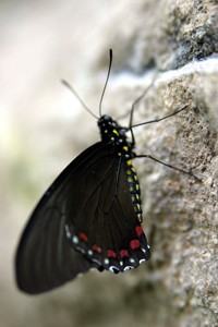 Franklin Park Conservatory butterfly