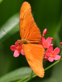 Franklin Park Conservatory butterfly