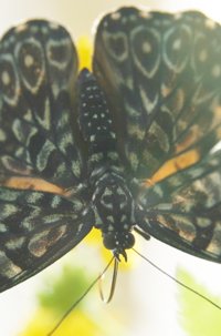 Franklin Park Conservatory butterfly