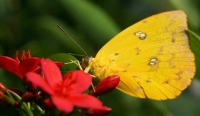 Franklin Park Conservatory butterfly