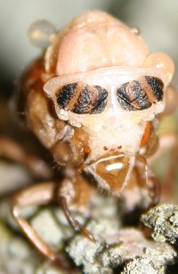 molting periodical cicada