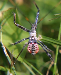 assassin bug