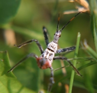 assassin bug