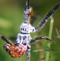 assassin bug