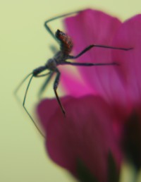 assassin bug