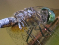 dragonfly closeup