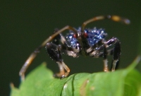 blue leaf-footed  bug