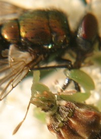 ambush bug eating fly