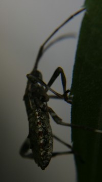 leaf-footed bug photo