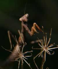 praying mantis photo