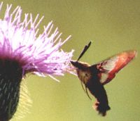 Bumblebee Moth 2