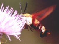 Bumblebee Moth 3