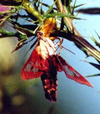 Bumblebee Moth 6