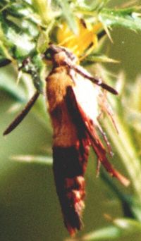 Bumblebee Moth 7