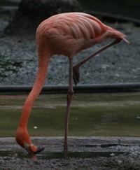 foraging flamingo