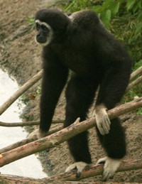 gibbon photo