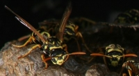 yellow jacket wasp photo