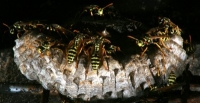 yellow jacket wasp photo