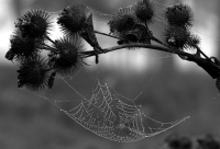 spider web photo