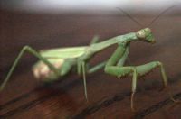 Praying Mantis Photo
