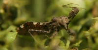 spiny assassin bug
