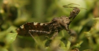 spiny assassin bug