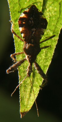spiny assassin bug