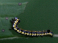 caterpillar photo