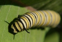 monarch butterfly caterpillar