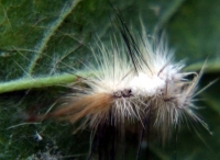 hairy caterpillar photo