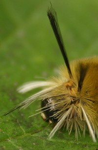 hairy caterpillar