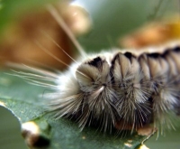 hairy caterpillar