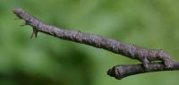 inch worm caterpillar