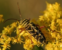 yellow beetle