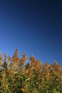 reeds against blue sky