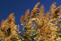 reeds blowing wind