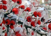 Ice covering crab apples