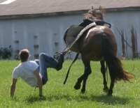 horse bucked trainer
